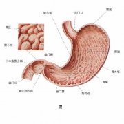 胃溃疡你所不知的危害有哪些?